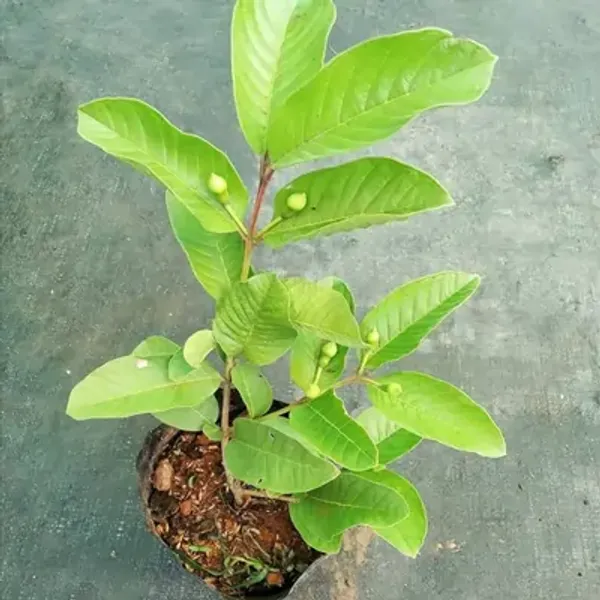 Green_Thai_Kg_Gauva_Grafted_Fruit_Plant