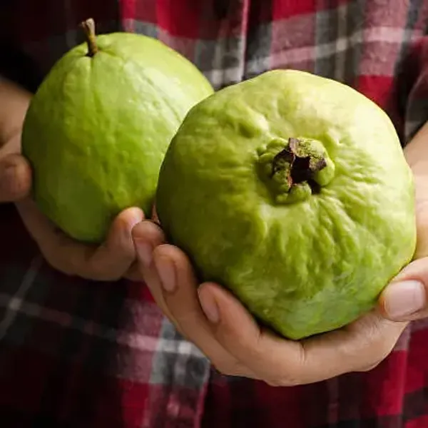 Green_Thai_Kg_Gauva_Grafted_Fruit_Plant