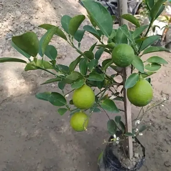 Orange_All_Time_Kamkot_Lemon_Fruit_Plant
