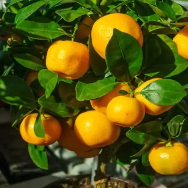 Orange_All_Time_Kamkot_Lemon_Fruit_Plant