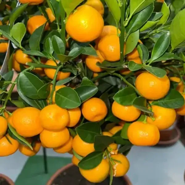 Orange_All_Time_Kamkot_Lemon_Fruit_Plant