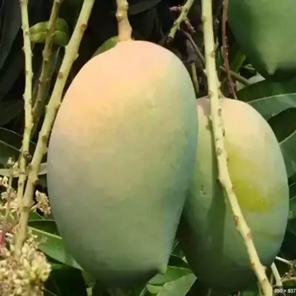 Green_Govind_Vog_Mango_Grafted_Fruit_Plant