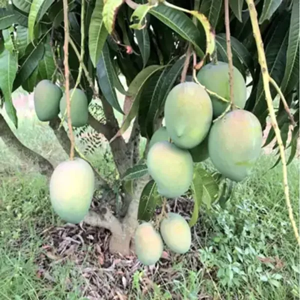 Green_Govind_Vog_Mango_Grafted_Fruit_Plant