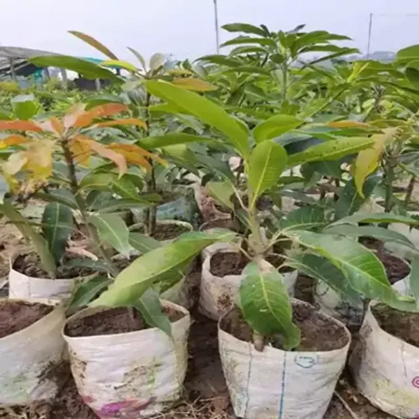 Green_Govind_Vog_Mango_Grafted_Fruit_Plant