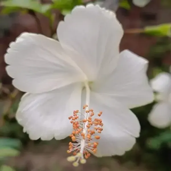 White_Hibiscus_Flower_Plant