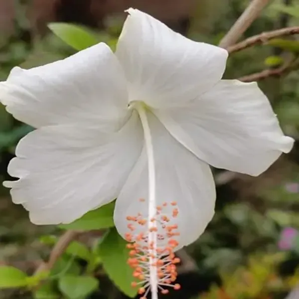 White_Hibiscus_Flower_Plant