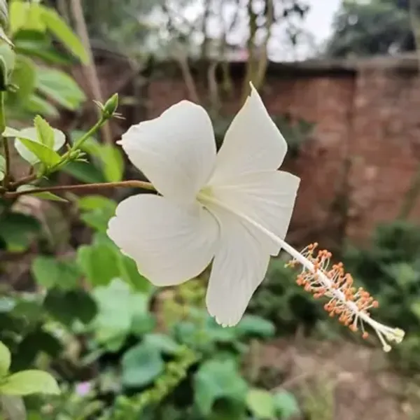 White_Hibiscus_Flower_Plant