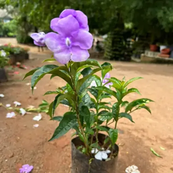 Yesterday_Today_And_Tomorrow_Flower_Plant_Brunfelsia_Latifolia