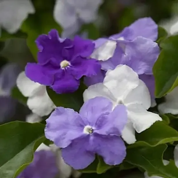 Yesterday_Today_And_Tomorrow_Flower_Plant_Brunfelsia_Latifolia
