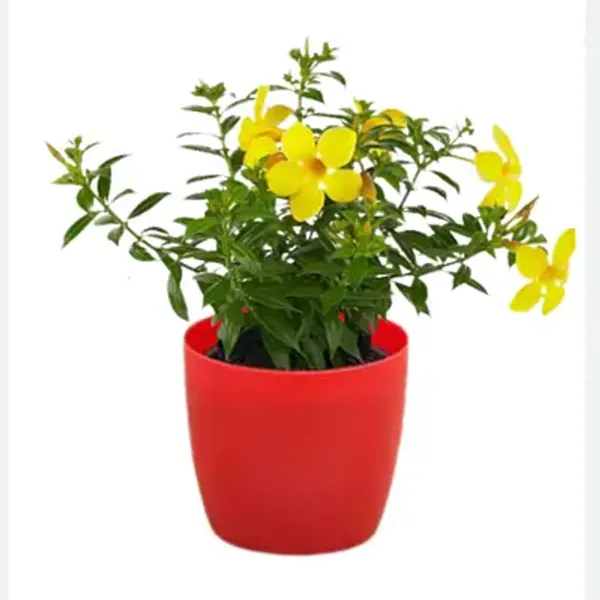 Yellow_Allamanda_Flower_Plant