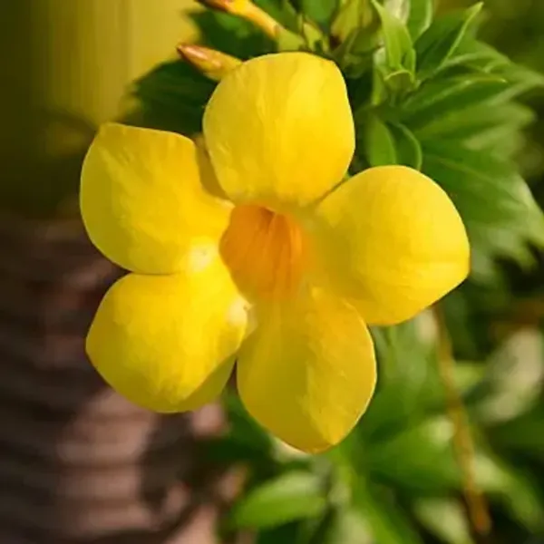 Yellow_Allamanda_Flower_Plant