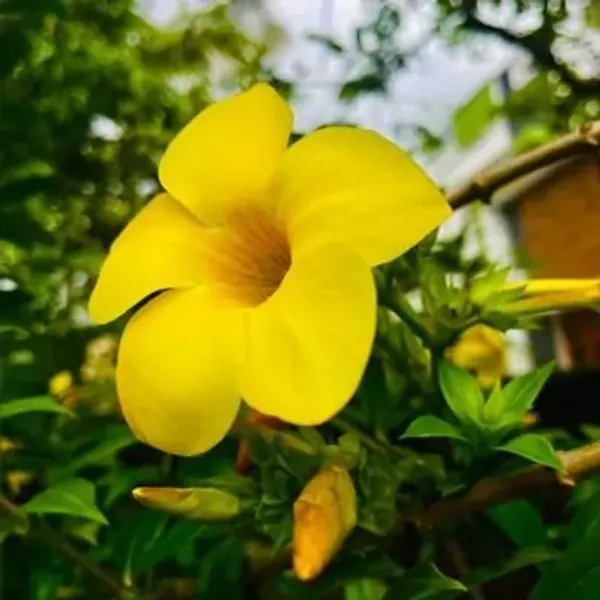 Yellow_Allamanda_Flower_Plant