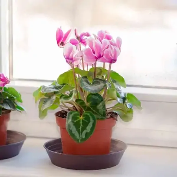 Pink_Cyclamen_Flower_Plant_Baby