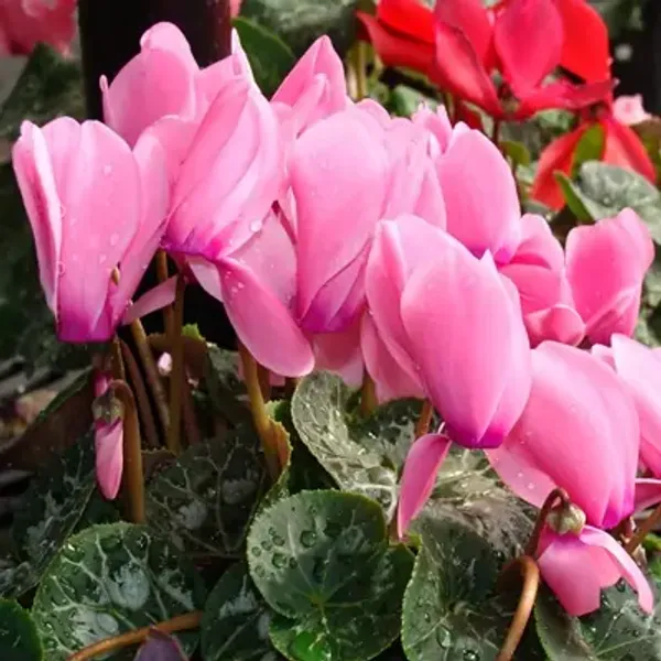 Pink_Cyclamen_Flower_Plant_Baby