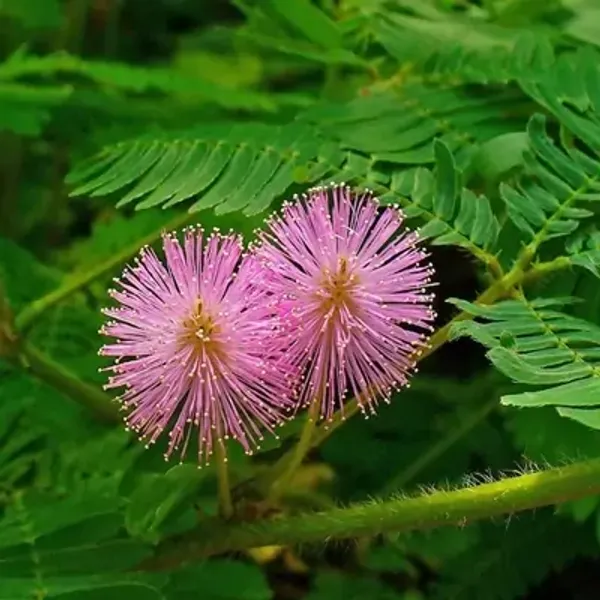 Pink_Mimosa_Pudica_Sensitive_Plant