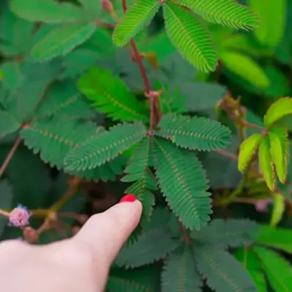 Pink_Mimosa_Pudica_Sensitive_Plant