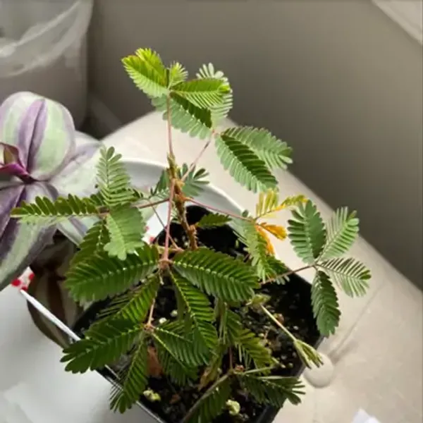 Pink_Mimosa_Pudica_Sensitive_Plant