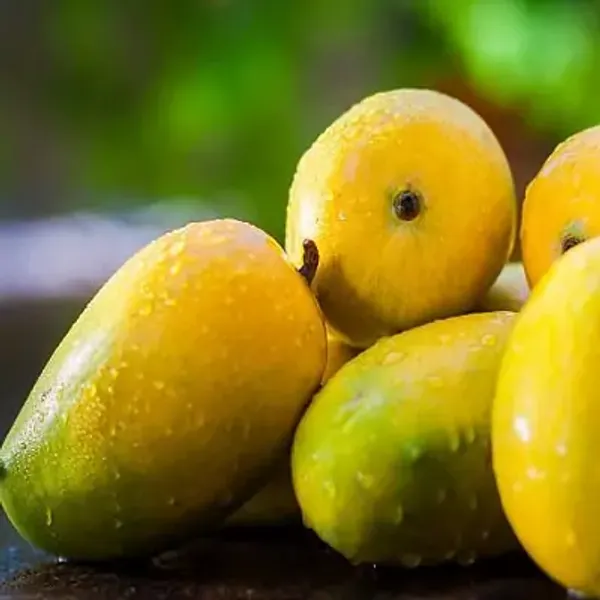 Yellow_Sita_Bhog_Mango_Grafting_Plant