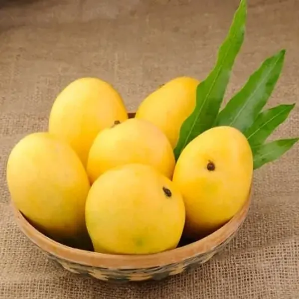 Yellow_Sita_Bhog_Mango_Grafting_Plant