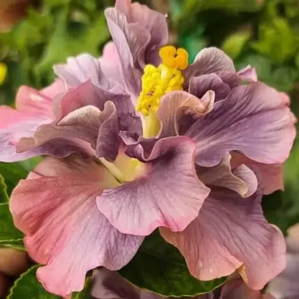 Purple_Double_Petal_Variety_Grafted_Hibiscus_Flower_Plant