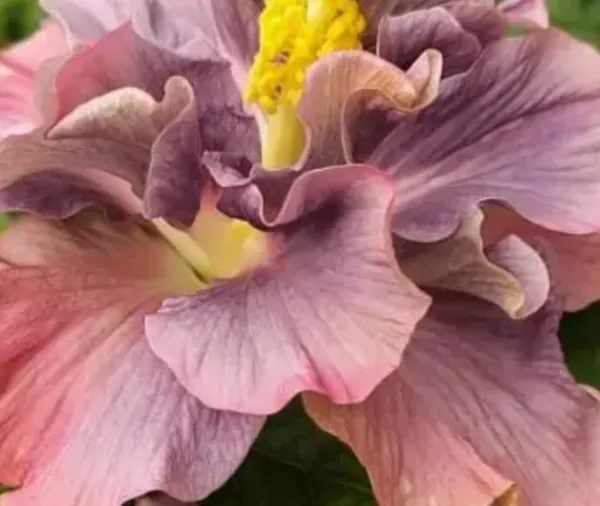 Purple_Double_Petal_Variety_Grafted_Hibiscus_Flower_Plant