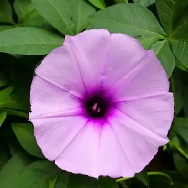 Light_Purple_Morning_Glory_Flower_Plant