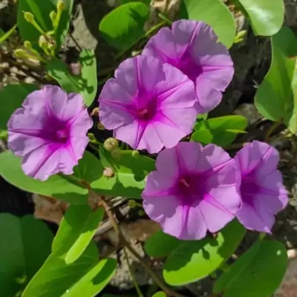 Light_Purple_Morning_Glory_Flower_Plant