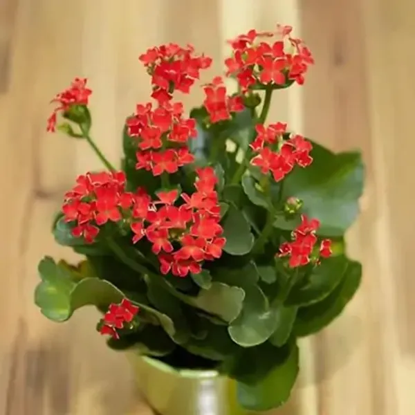 Red_Kalanchoe_Flower_Plant
