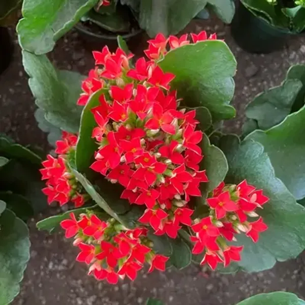 Red_Kalanchoe_Flower_Plant