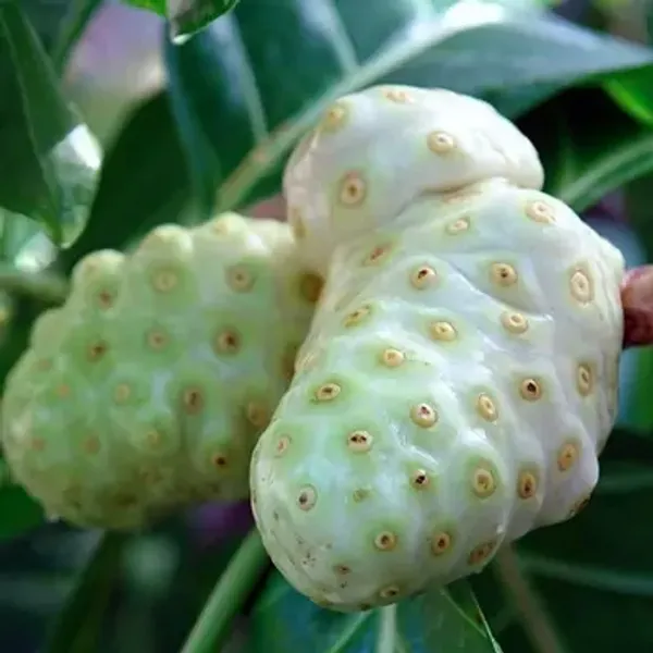Green_Perfect_For_Adding_Beauty_Nema_Noni_Fruit_Plant