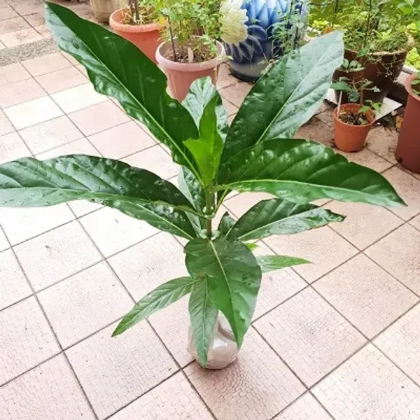 Green_Perfect_For_Adding_Beauty_Nema_Noni_Fruit_Plant