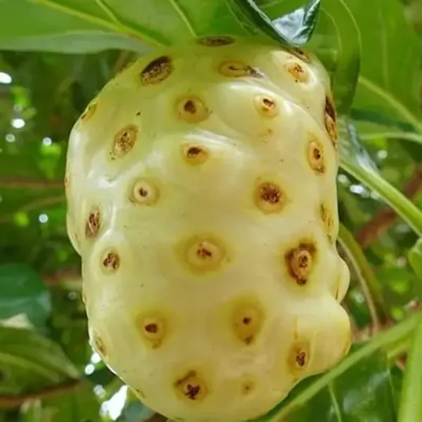 Green_Perfect_For_Adding_Beauty_Nema_Noni_Fruit_Plant