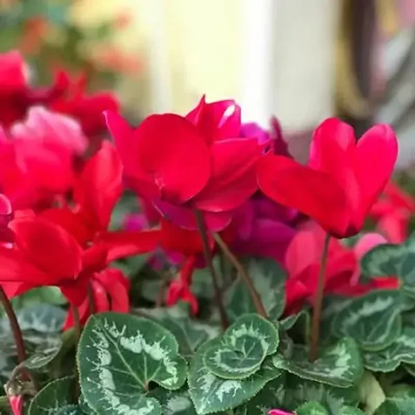 Red_Cyclamen_Flower_Planted