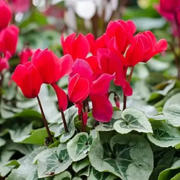 Red_Cyclamen_Flower_Planted