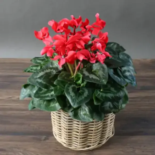 Red_Cyclamen_Flower_Planted