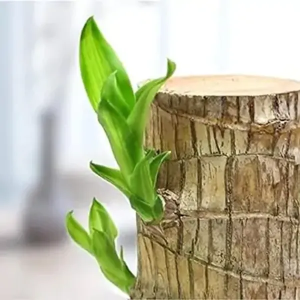 Green_Brazil_Good_Luck_Wood_Water_Bamboo_Plant