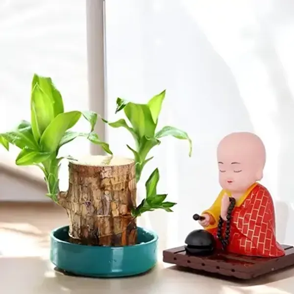 Green_Brazil_Good_Luck_Wood_Water_Bamboo_Plant
