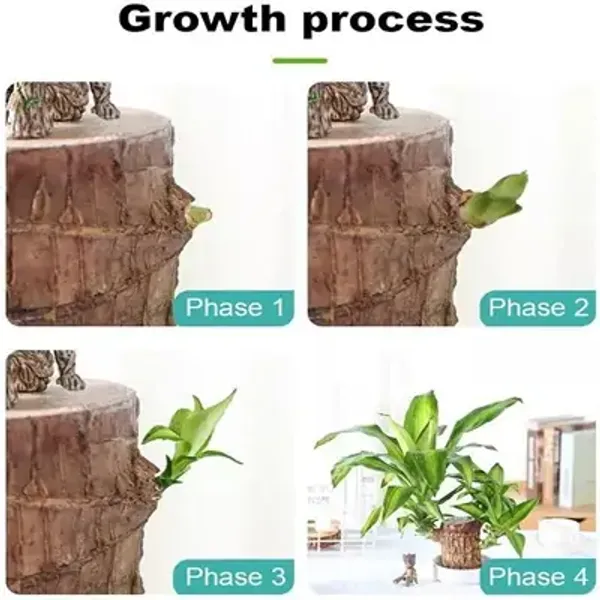 Green_Brazil_Good_Luck_Wood_Water_Bamboo_Plant