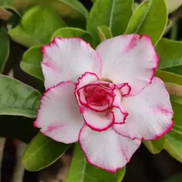 White_Adenium_Grafted_Flower_Plant