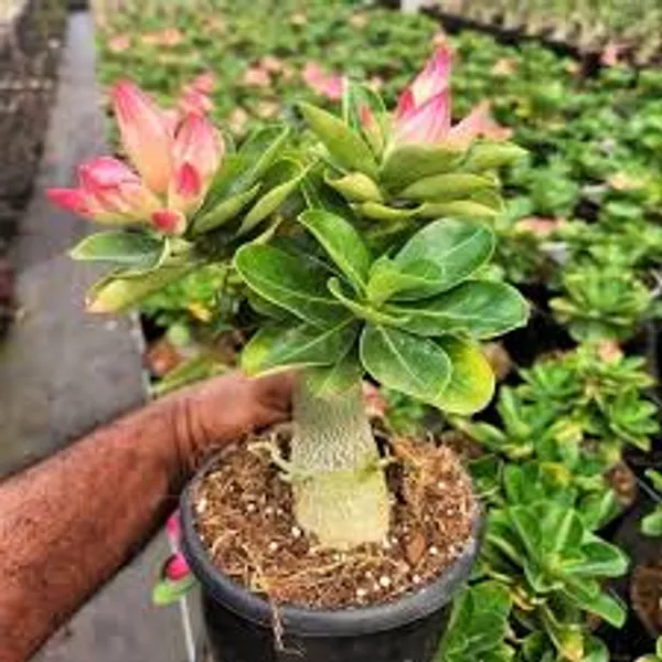 White_Adenium_Grafted_Flower_Plant