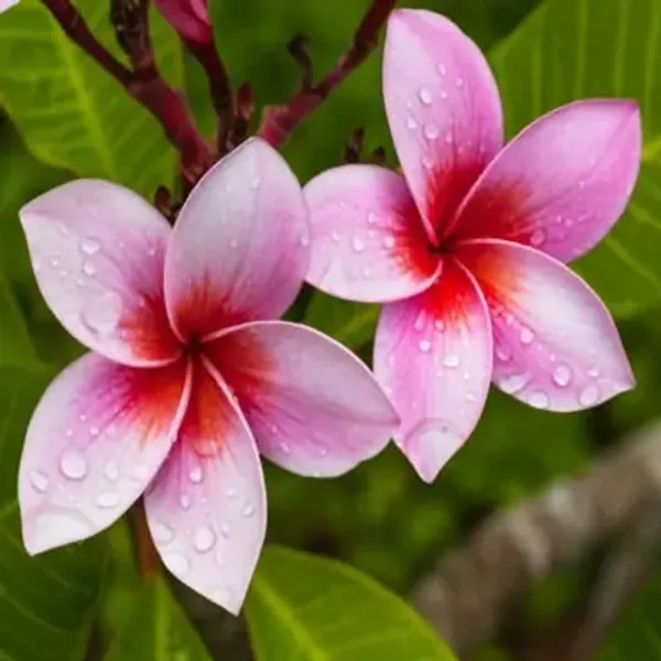 Pink_Dwarf_Variety_Plumeria_Flower_Plant