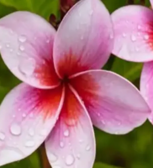 Pink_Dwarf_Variety_Plumeria_Flower_Plant