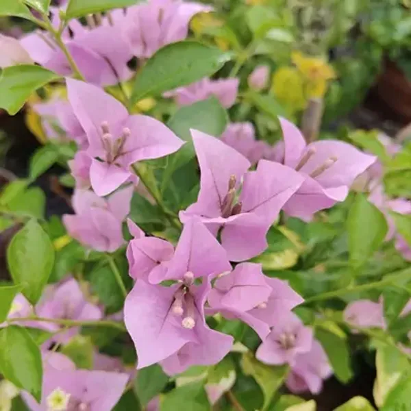 Pink_Formosa_Bougainvillea_Flower_Plant