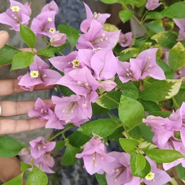 Pink_Formosa_Bougainvillea_Flower_Plant