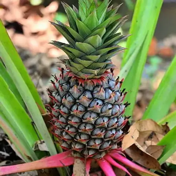 Red_Pineapple_Fruit_Plant