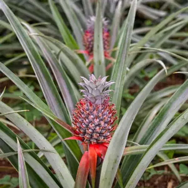 Red_Pineapple_Fruit_Plant