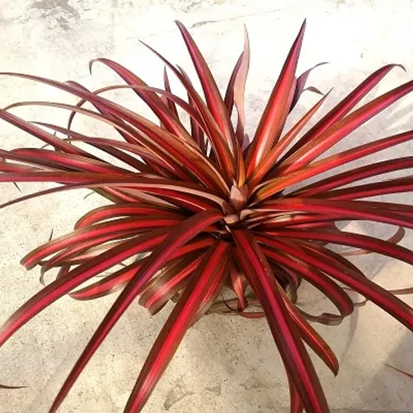 Red_Pineapple_Fruit_Plant