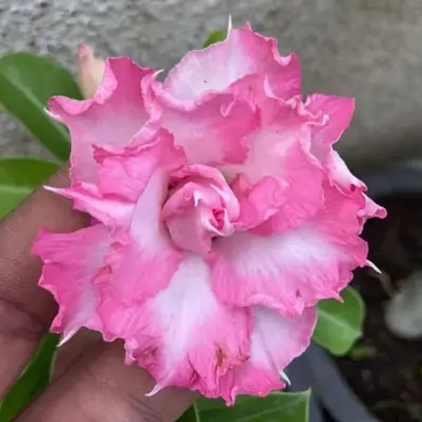 Pink_Adenium_Rose_Variety_Live_Plant_Grafted