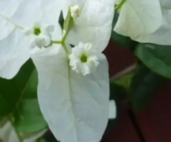 White_Subhra_Bougainvillea_Flower_Plant