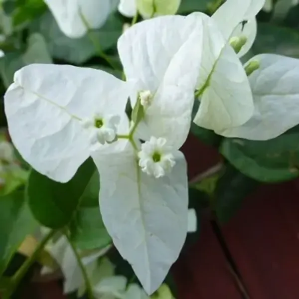 White_Subhra_Bougainvillea_Flower_Plant